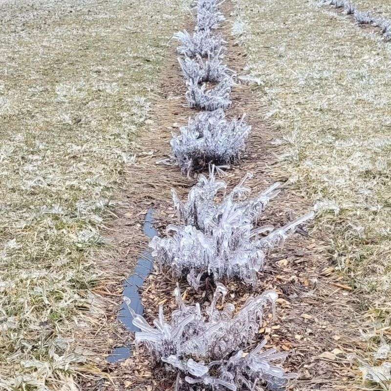 Freeze-Thaw Cycles Damage Roots