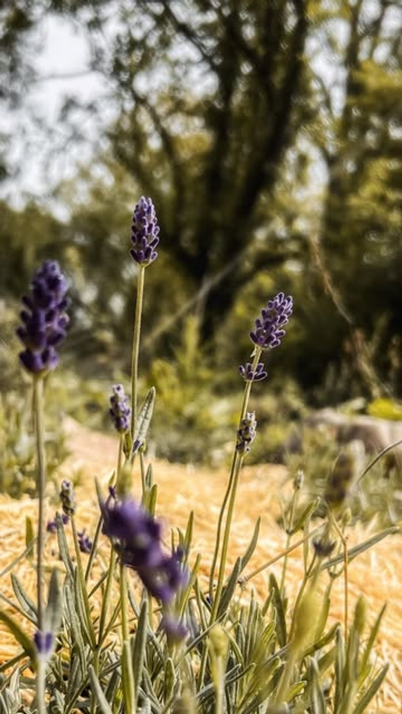 Planting Too Late In Fall Prevents Root Establishment