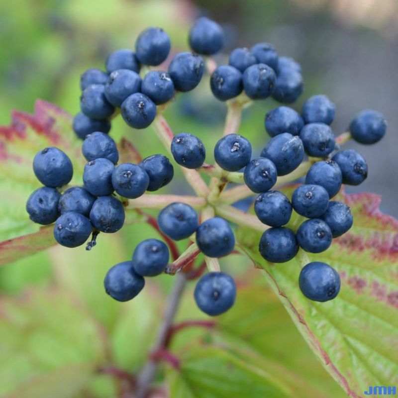 Arrowwood Viburnum: Cold-Season Berry Bank