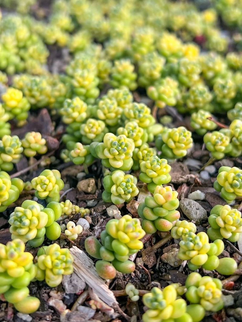 Sedum (Sedum spp.)