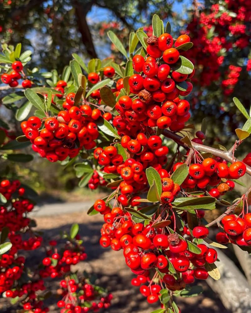 American Hollyleaf Cherry (Prunus caroliniana)