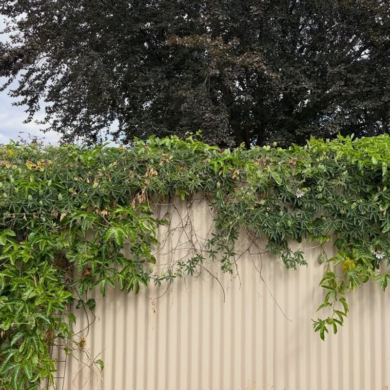 Passionflower Spreads Rapidly During The Growing Season