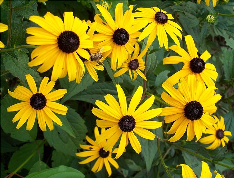 Black Eyed Susan Needs Room To Roam Below The Soil