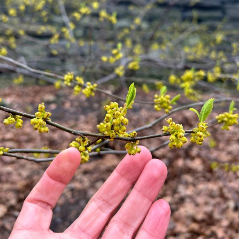 Spicebush Thrives Beneath Mature Tree Canopies