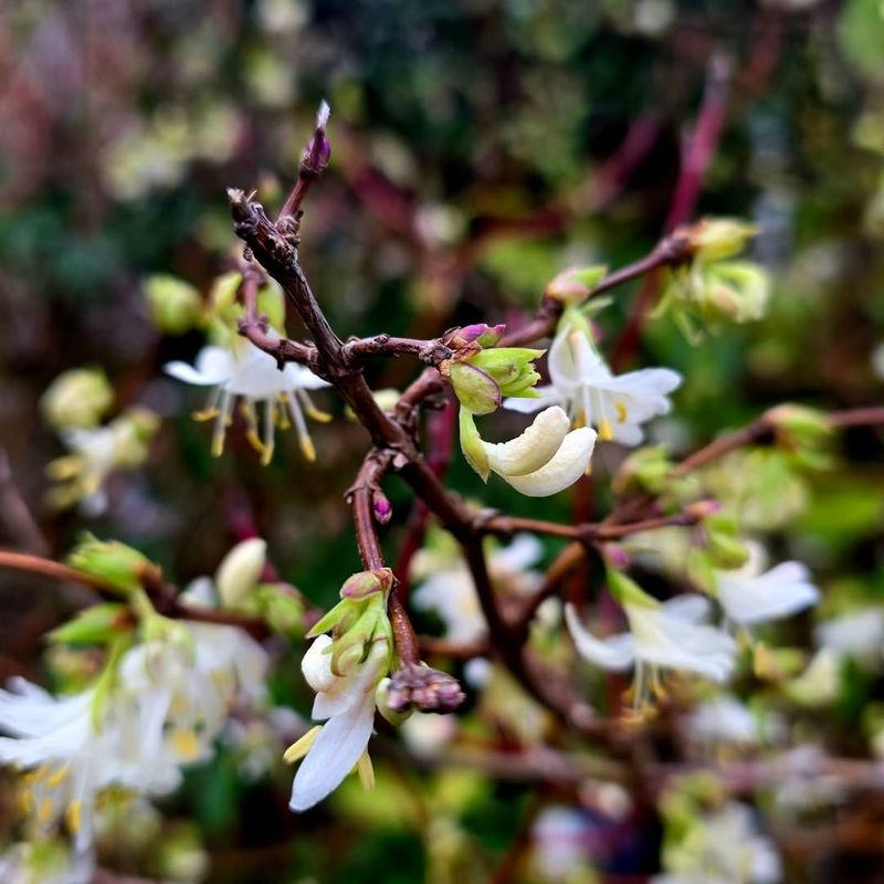 Winter Honeysuckle Brings Early Spring Scent