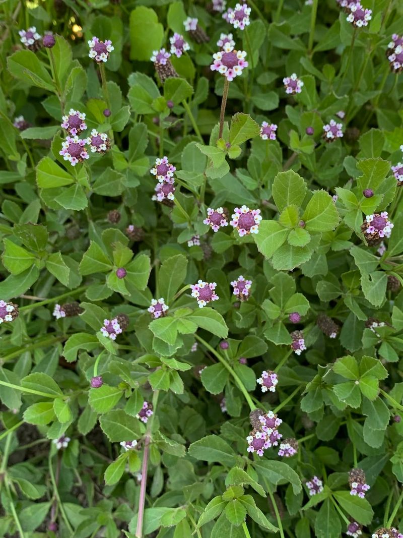 Frogfruit Covers Open Areas And Handles Light Foot Traffic