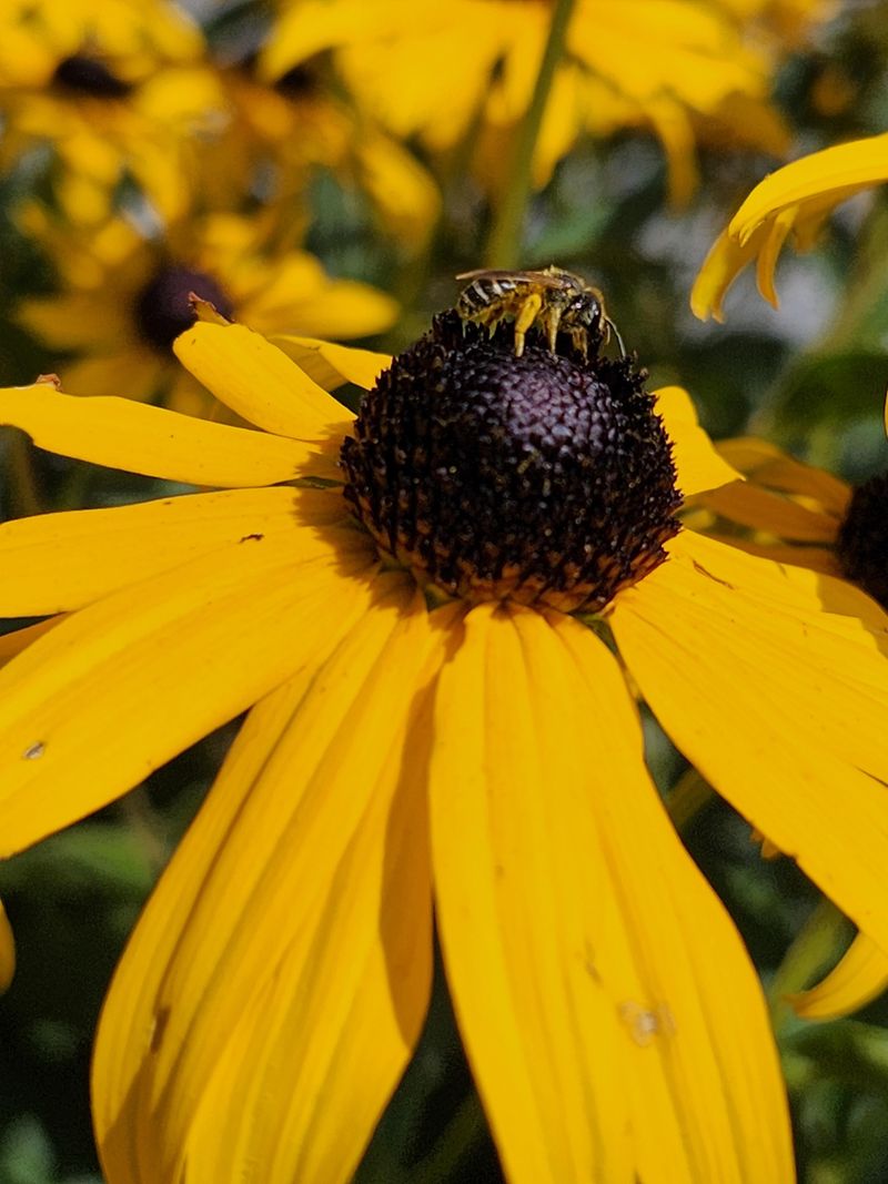 Blackeyed Susan Keeps Bee Activity Going Into Late Spring