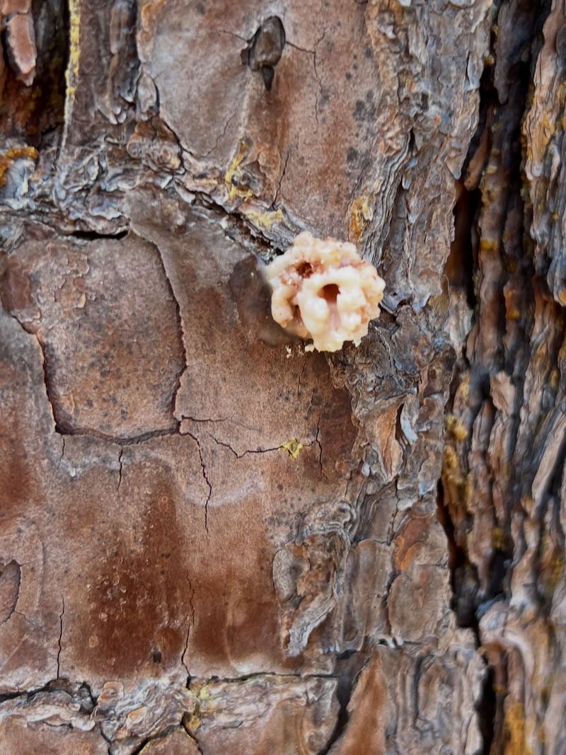 Early Insecticide Treatment Can Protect Healthy Ash Trees