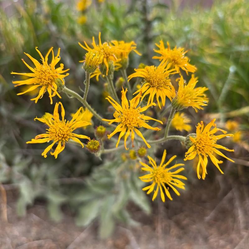 Seasonal Color Holds Up Well On Brittlebush