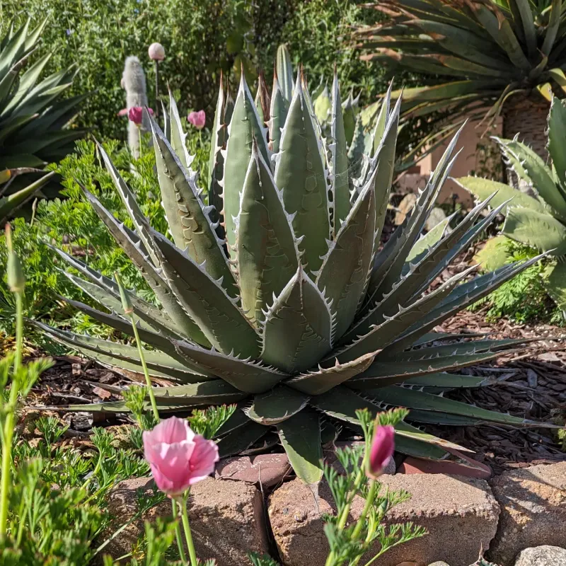Agave Makes A Bold Statement Rabbits Rarely Touch