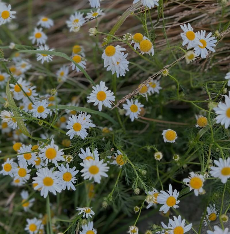 Roman Chamomile (Chamaemelum nobile)