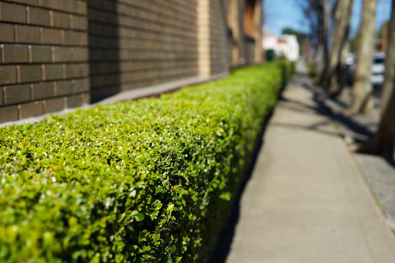 Tolerates Partial Shade Near Buildings