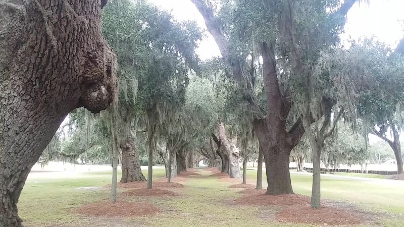 St. Simons Island’s Avenue Of The Oaks Forms A Coastal Canopy Drive
