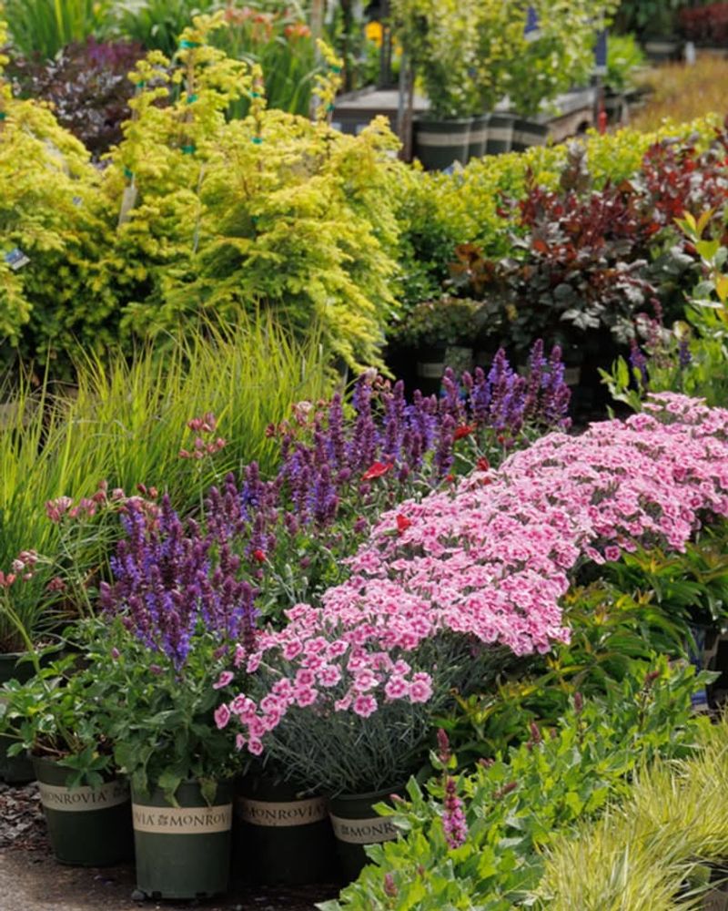 Notice Bloom Times Before You Forget Them