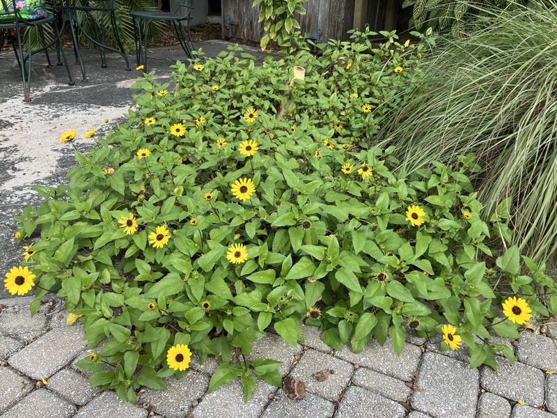 Establishment Period Is Critical