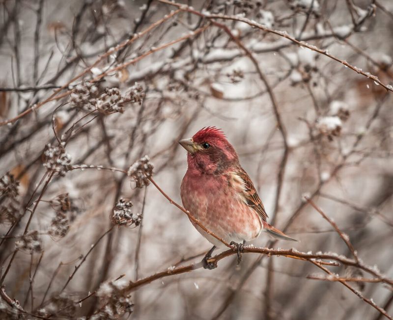 Destroying Winter Habitat Harms Beneficial Wildlife