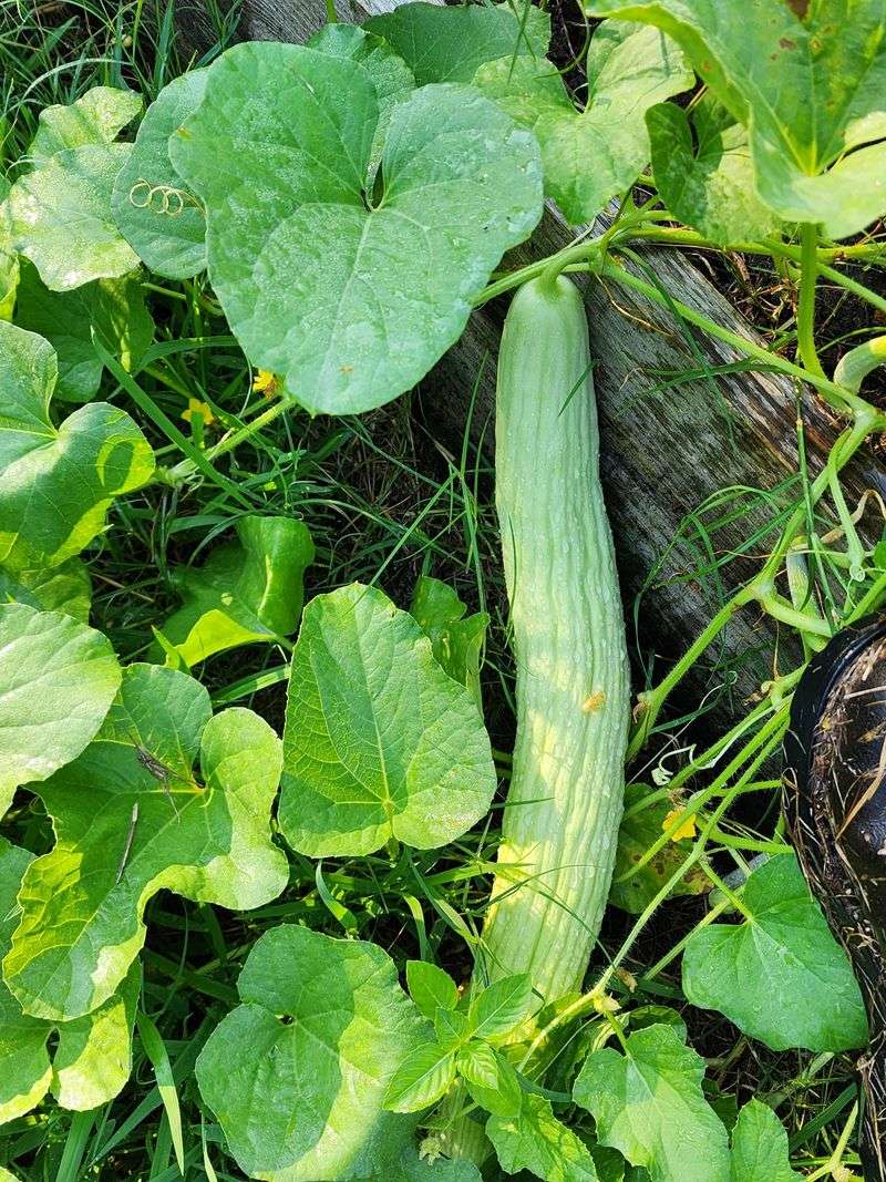 Armenian Cucumber Vines Scale Sorghum Stalks