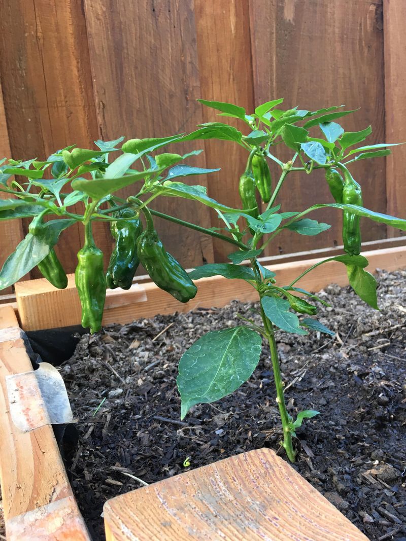 Shishito Pepper - Mild, Productive, And Heat Tolerant