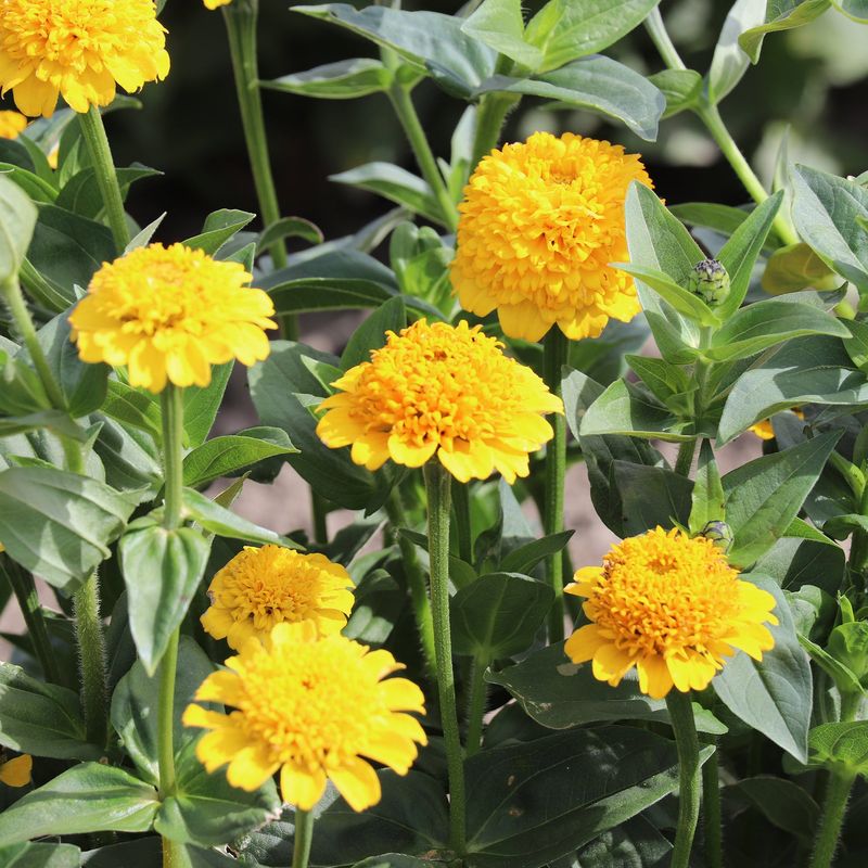 Yellow Zinnias 