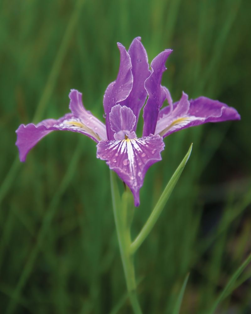 Oregon Iris (Iris Tenax)