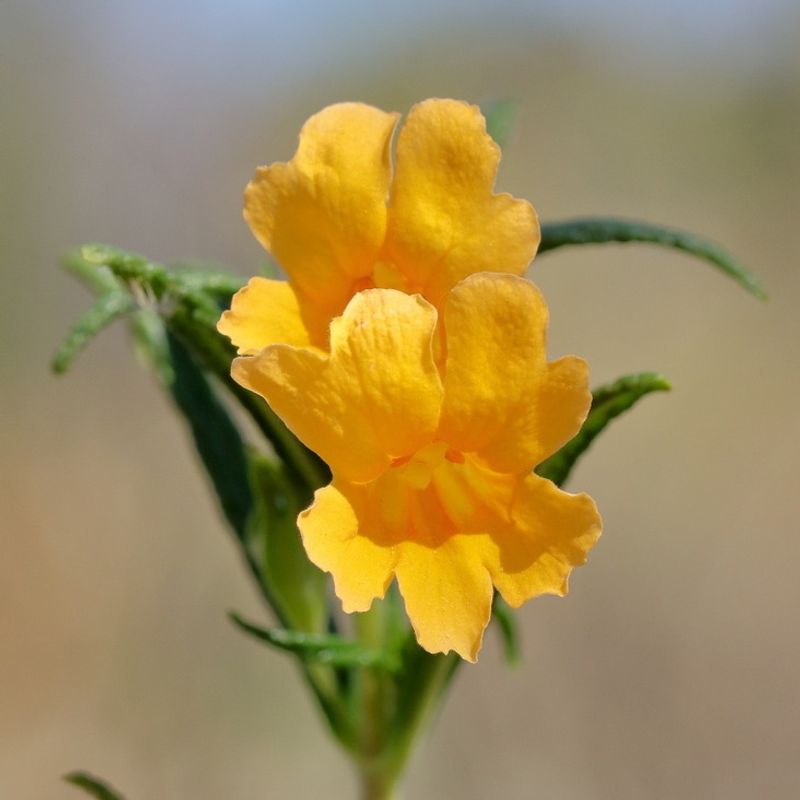 Sticky Monkeyflower (Diplacus aurantiacus)