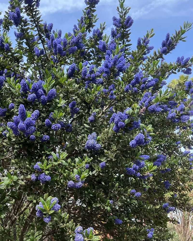 California Lilac (Ceanothus)