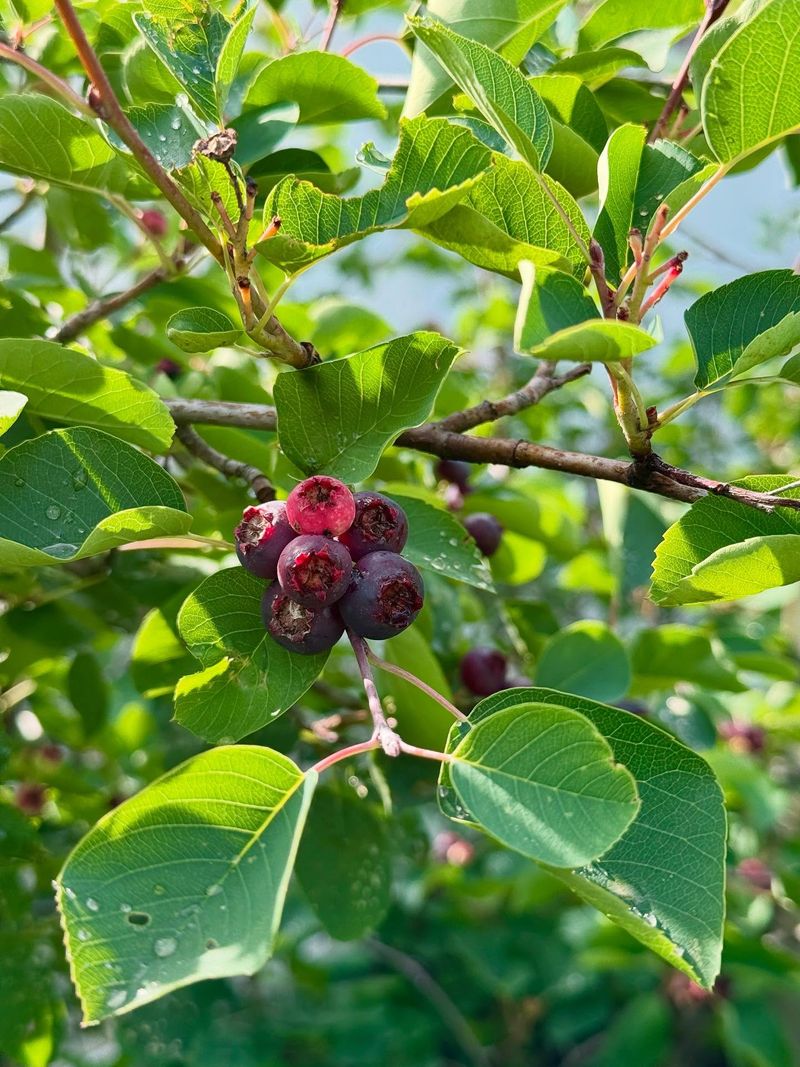Western Serviceberry (Amelanchier alnifolia – berries)