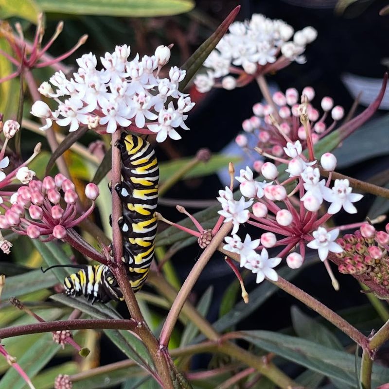Milkweed (Asclepias spp.)