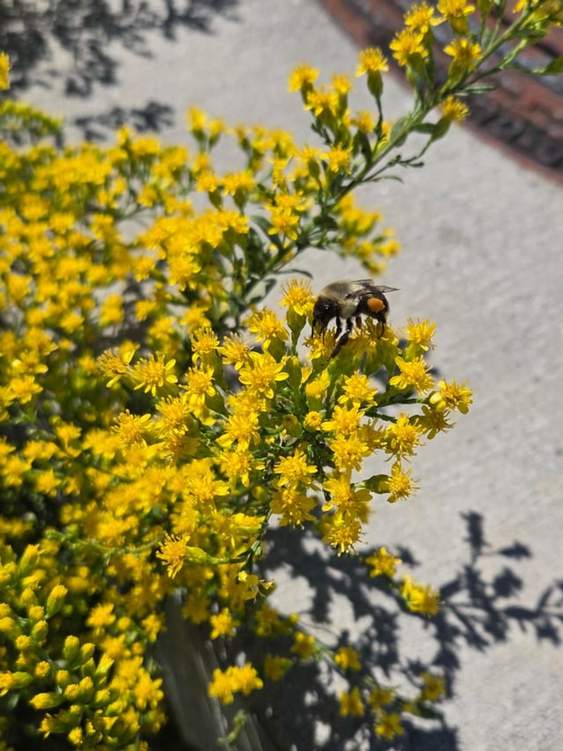 Goldenrod (Solidago californica)