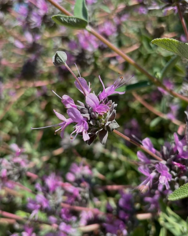 Salvia (Salvia spp.)