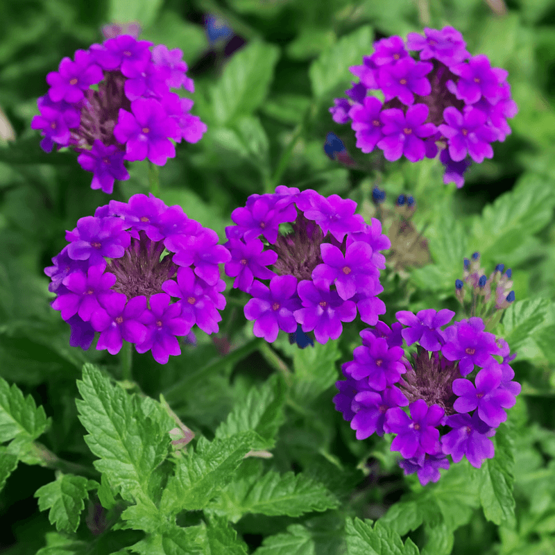 Verbena 'Homestead Purple' (Verbena canadensis)