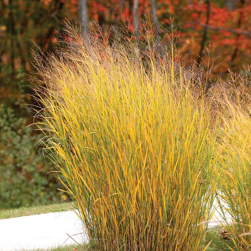 Switchgrass Stays Strong Through Every Season