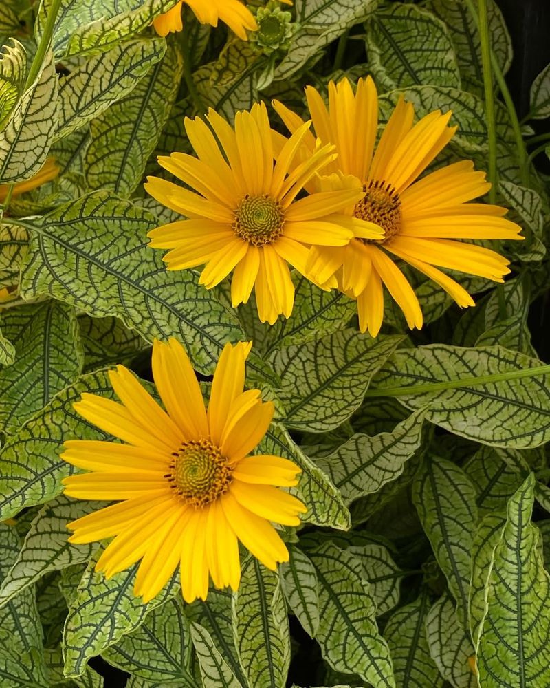 False Sunflower Blooms Strong For Weeks