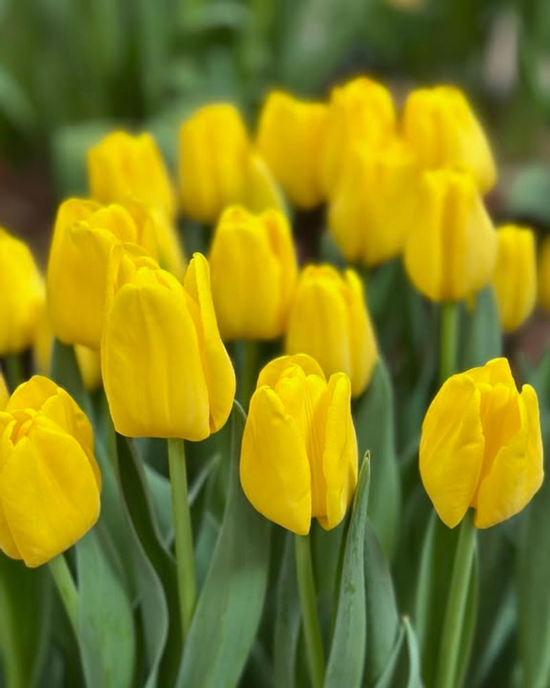 Yellow Tulips Brighten Michigan Spring Gardens