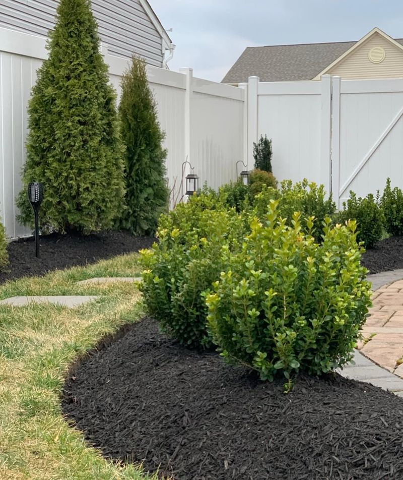 Boxwood Keeps Structure In Every Season