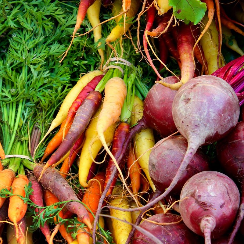 Root Crops And Tender Plants Gophers Target First