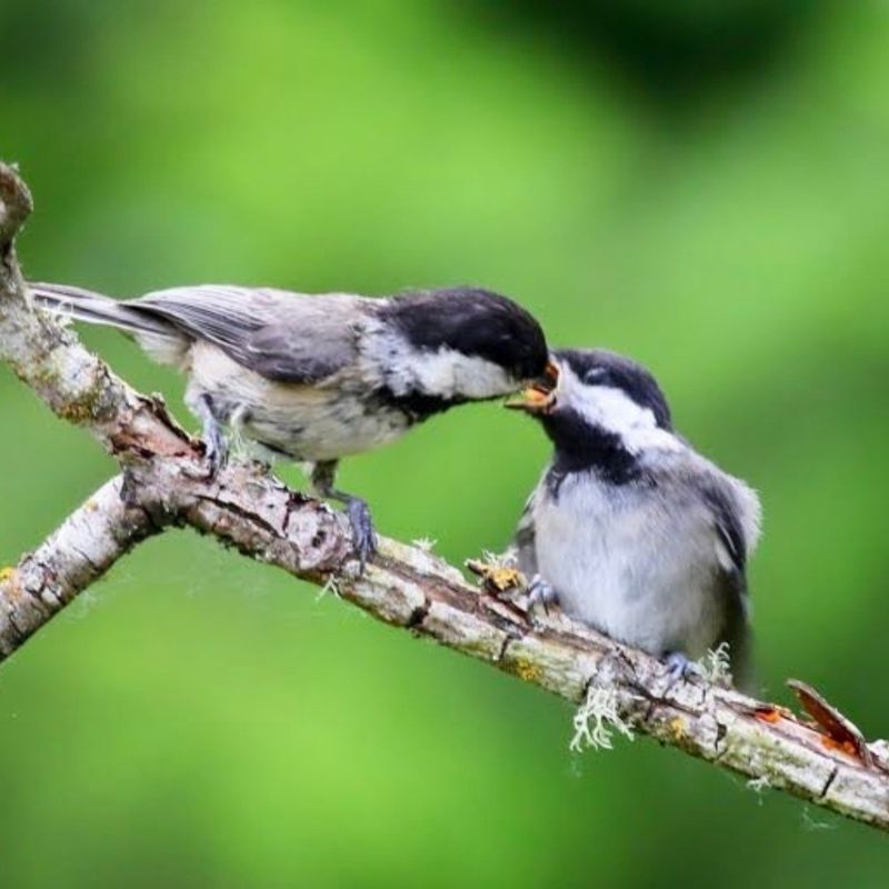 Insects Thrive, Birds Feast