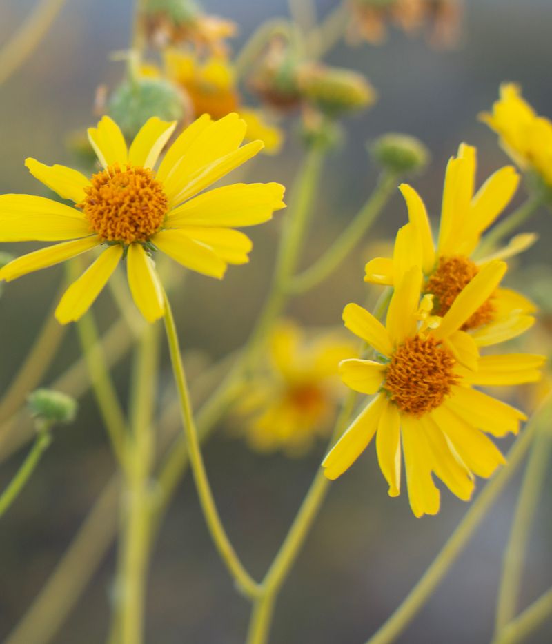 Soft Color And Long Bloom Cycles Define Brittlebush