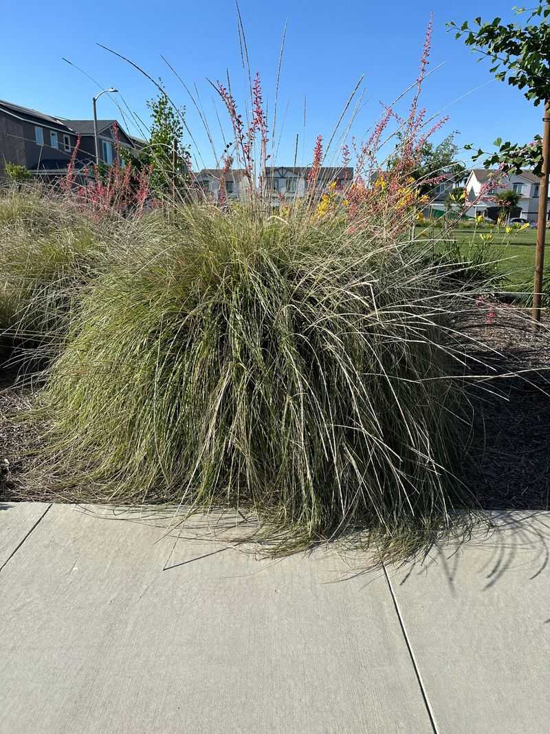 Nearly Maintenance-Free Once Established