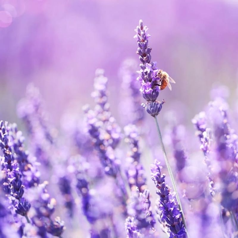 Attracts Pollinators