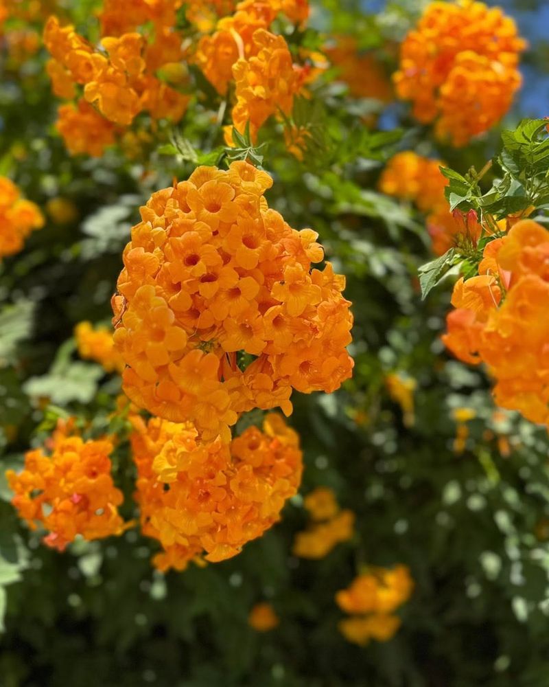 Orange Jubilee Keeps Producing Bold Color In Intense Desert Sun