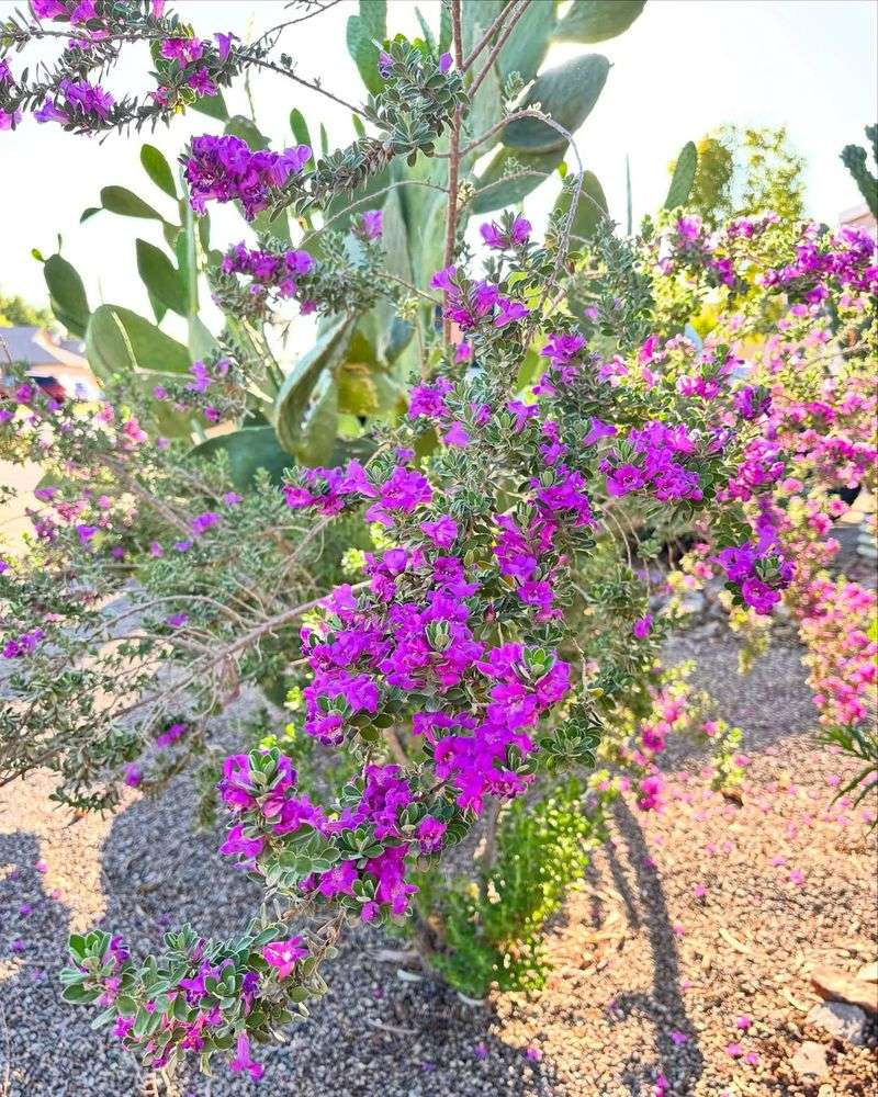 Texas Sage Thrives When Arizona Heat Hits Hard