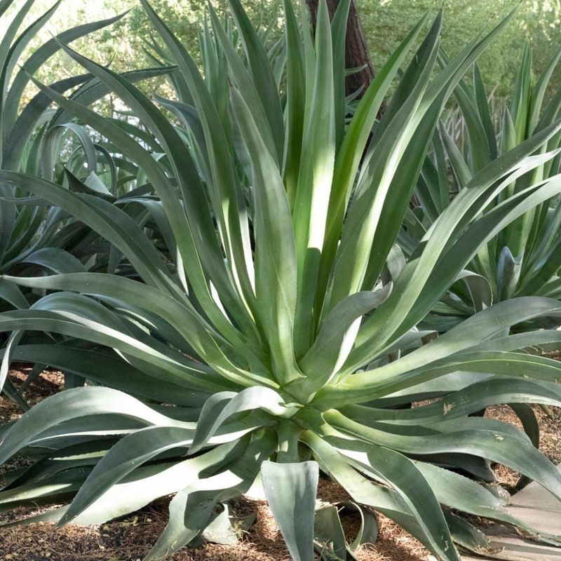 Agave Desmettiana Offers Soft Texture With Strong Heat Tolerance
