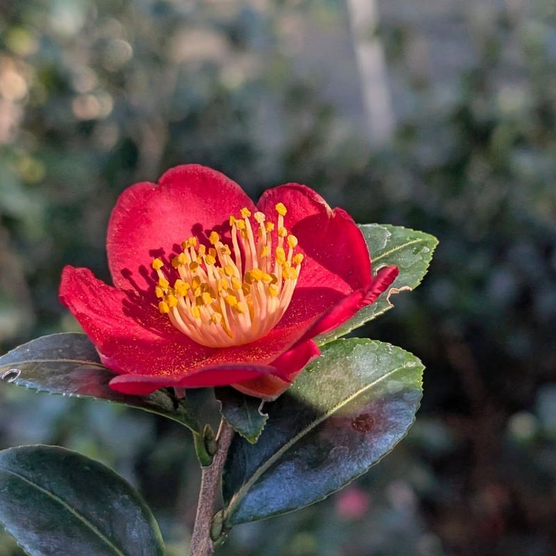 Red Camellias