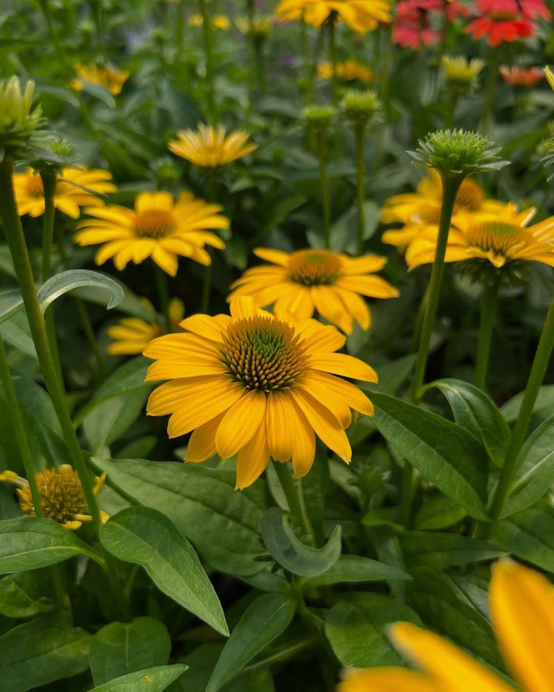 Yellow Coneflower Handles Heat And Drought
