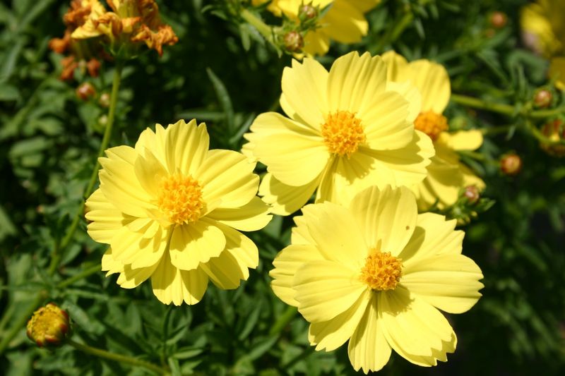 Yellow Cosmos (Cosmos Sulphureus)