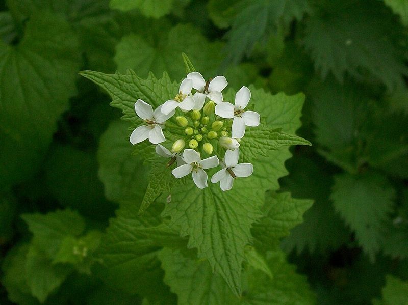 Garlic Mustard (Alliaria petiolata)