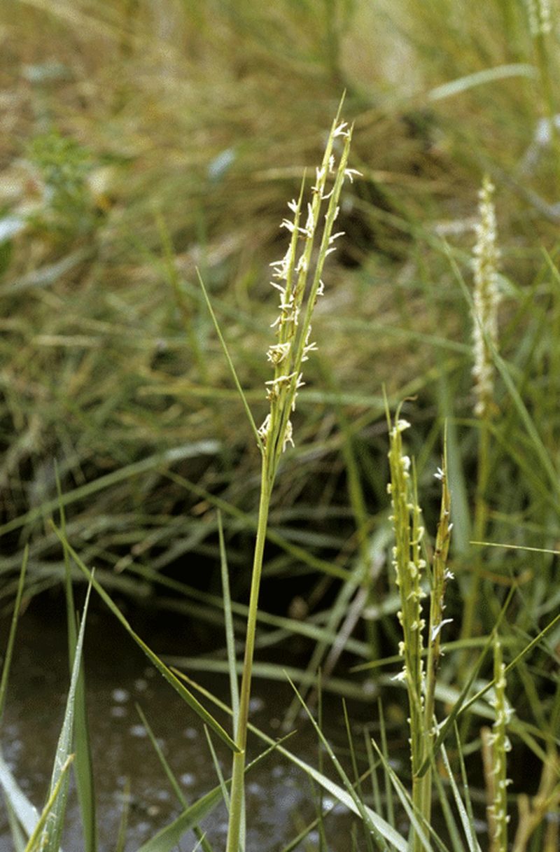 Common Cordgrass (Spartina anglica complex)