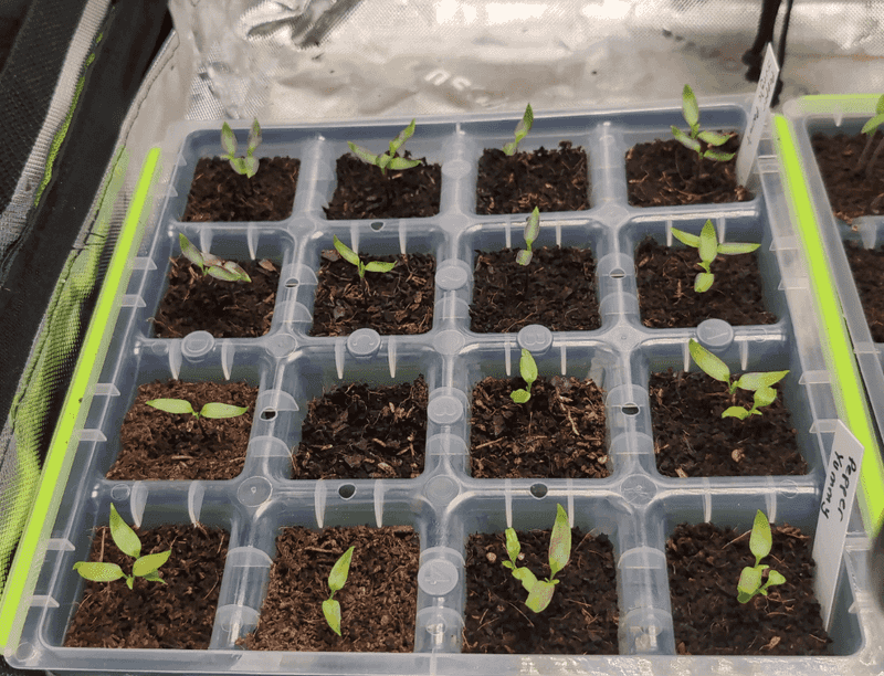  Struggling Seedlings