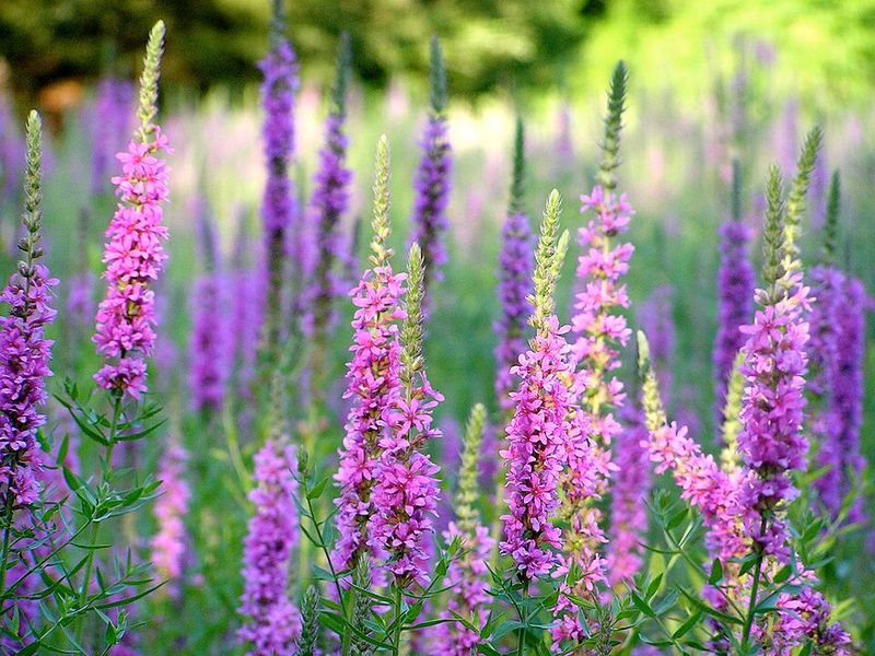 Purple Loosestrife (Lythrum salicaria)